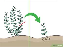Berikut beberapa tips dalam perawatan tanaman hairgrass yang dapat anda lakukan. Cara Menanam Tanaman Akuarium Air Tawar 15 Langkah