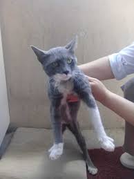 Gri Beyaz Trasli Erkek Kedi Esenyurt Kayip Goren Duyan