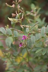 Image result for Indigofera subulifera