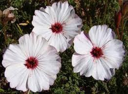 Image result for Monsonia glauca