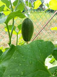 Melon adalah tanaman semusim yang mempunyai bentuk daun menjari. Tanam Sendiri Rock Melon Di Tepi Rumah Guna Polybag Je Mudah Jer Lelaki Ni Kongsikan Caranya Keluarga