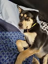 The color of the rottsky comes through more prominently. Rottsky Rottweiler Husky