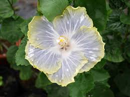 Does anyone know where i can purchase them? Fancy Hibiscus Cch Silver Sky Thailand à¸Šà¸šà¸²à¹à¸Ÿà¸™à¸‹ à¸‹ à¸‹ à¹€à¸­ à¸Š à¸‹ à¸¥à¹€à¸§à¸­à¸£ à¸ªà¸à¸²à¸¢ à¸Šà¸šà¸²à¹„à¸—à¸¢ 1 Hibiscus Flowers Dried Hibiscus Flowers Hibiscus Flower Drawing