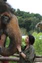 Elephant Jungle Sanctuary Phuket - 01-05-2024 Half Day Afternoon ...