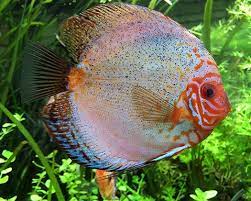 Due to their distinctive shape, behavior, and bright colors and patterns, discus are popular as freshwater aquarium fish, and their aquaculture in several countries in asia is a major industry. Zoo Co Diskusfische