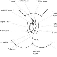 Genital And Anal Injuries A Cros Preview Related Info Mendeley