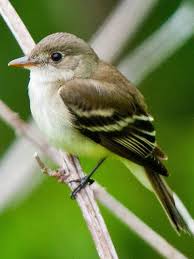 Bird With White Stripes On Wings Alder Flycatcher Flycatcher Rare Animals Bird Species
