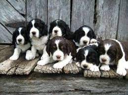 English Springer Spaniel Pups Spaniel Puppies English Springer Spaniel Puppy Dogs