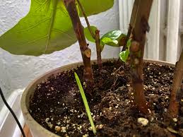 We did not find results for: My Fiddle Leaf Is Having A Baby And Look At The Little Baby New Growth In The Back I M Seriously So Relieved She S Finally Happy Again After 2 Cross Country Moves