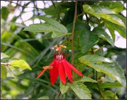 Image result for Passiflora vitifolia