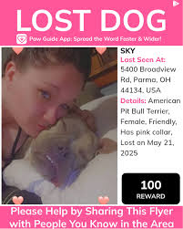 ATTENTION: OWNER PLEASE CHECK COMMENTS! Please spread the word! The owner  is following this post. If you have any information, please comment below  the post.#pawguide #Parma #lostpet #missingpet #missingdog #lostdog