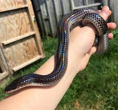 Snake Heart On Instagram Snapped A Quick Photo Of One Of The Sunbeam Snakes Today They All Seem To Be Doing Very Well Cute Snake Pet Snake Snake Photos
