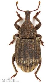 Image result for Plinthus