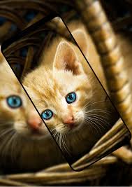 Leider kratzen viele katzen an den tapeten, obwohl sie den tieren extra einen wenn ihre katzen trotz eigener kratzmöbel an den tapeten kratzen, dann gilt es in erster linie. Katzentapete Fur Android Apk Herunterladen