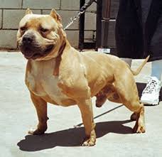 Gottiline is one of the most popular bloodlines in the american bully world. American Bully Pitbull Razors Edge Pit Bulls Gottiline