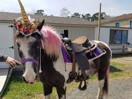 We request booking your party a minimum of 1 month in advance. Pony Rides For Events Party Rentals In Md Goodtime Amusements