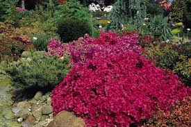 Japanische Azalee Purpurkissen S Rhododendron Obtusum Purpurkissen S Azaleen Purpur Japan