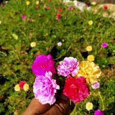 Check spelling or type a new query. Tanaman Hias Sutra Bombay Tumpuk Mossrose Bunga Pukul 9 Tumpuk Bunga Krokot Bunga Cantik Manis Shopee Indonesia