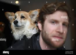 Dogs at westminster dog show hi-res stock photography and images