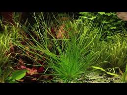 Image result for Eriocaulon schimperi