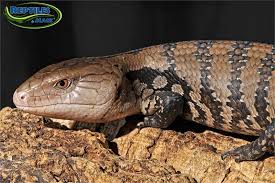 Did you know that the northern blue tongue skink is the largest of all subspecies of blue tongue skink for sale? Blue Tongue Skink Care Sheet Reptiles By Mack