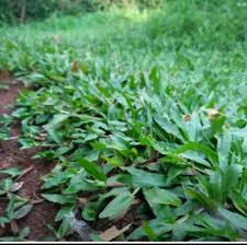 Bagaimanapun, rumput termasuk mudah ditanam. Rumput Gajah Mini Jasa Tanam Rumput Konstruksi Dan Taman 826646192