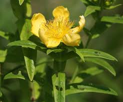 Image result for Hypericum scioanum