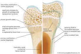 The Presence Of An Epiphyseal Line Indicates That (A) Epiphyseal Growth Has  Ended. (B) Epiphyseal Growth Is Just Beginning. (C) Growth In Bone Diameter  Is Just Beginning. (D) The Bone Is Fractured