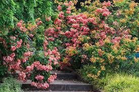 If you have nigerian heritage, you probably know that each ethnic group in nigeria has varying traditional naming practices. 20 Commonly Grown Flowers In Nigeria Connect Nigeria