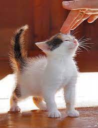cute kitten baby katzen katzen babytiere