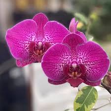 11 reviews of giant eagle the new giant eagle at this location is certainly the jewel in the crown! Giant Eagle Home Facebook