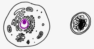 Maybe you would like to learn more about one of these? Cell Drawing Microscope Binocular Compound Microscope Drawing Png Image Transparent Png Free Download On Seekpng