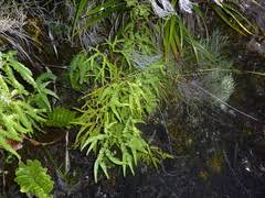 Image result for Sticherus flagellaris