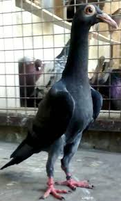 English Carrier Pigeon | Tiktok
