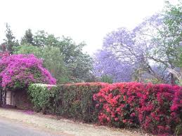 Colourful Street Scene Bulawayo Bulawayo Short Trip Scenery