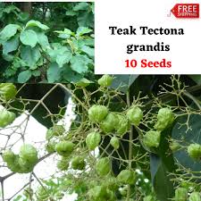 Image result for Tectona grandis