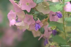 Image result for Karomia