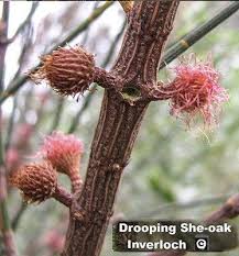 Image result for Casuarina verticillata