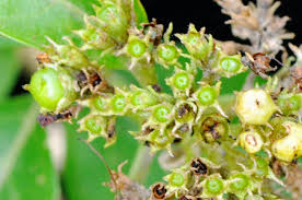 Image result for Volkameria glabra