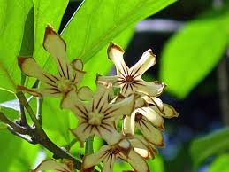 Image result for Cola mossambicensis