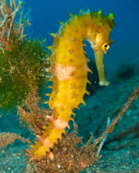 Resultado de imagem para hippocampus hippocampus