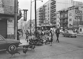 Una Familia Y Sus Guajolotes En La Esquina De Cuauhtemoc Y Chihuahua Historia De Mexico Mexico Fotos Historicas