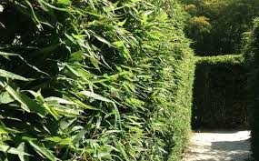 Find here online price details of companies selling screening plants. Best Varieties Of Bamboo For A Hedge Or Screen Bambu Batu