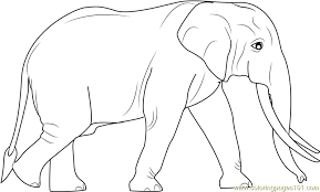 Sri Lankan Elephants Coloring Page Elephant Coloring Page Baby Zoo Animals Sri Lankan Elephant