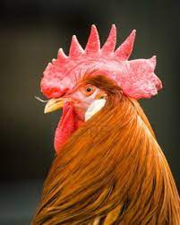 Portrait Of A Rooster Close Up Rooster Chicken Pictures Animal Photography