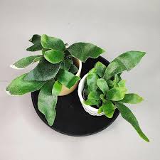 Image result for parožnatka Platycerium