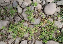 Image result for Cerastium afromontanum