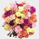 Carnations Assorted Novelty Colors Fancy Bulk - Wholesale - Blooms ...