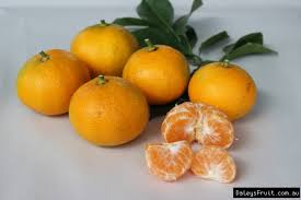 Check spelling or type a new query. Buy Mandarin Fruit Trees Grafted Citrus Reticulata