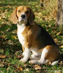 Beagle Ozellikleri Ve Beagle Bakimi Kopekegitimmerkezi Gen Tr